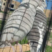 عروس هلندی