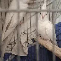 فروش جفت عروس هلندی البینو