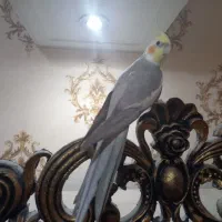 عروس هلندی سخنگو درشت