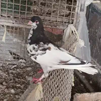 کفتر سو سیاه گلدار نر