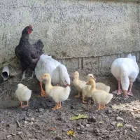 یک جفت غاز دورگه اکراینی