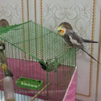 پرنده صحیح وسالم