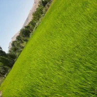 چلتوک(نشا)برنج