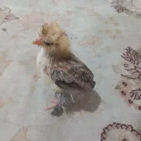 یه عدد جوجه مرغ پاکستانی