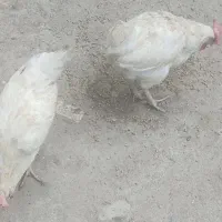 مرغ‌تخم‌گذار