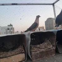 کبوتر