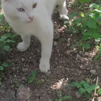 واگذاری گربه