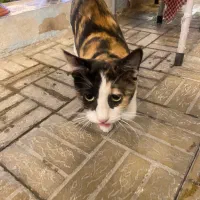 گربه پیدا شده