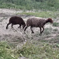 گوسفند میش و بره