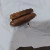 سنگ هبهاب مغربی