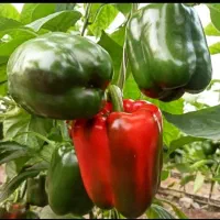 مشاور و همیار کشاورزی