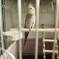 عروس هلندی جفت شده ، همراه جوجه