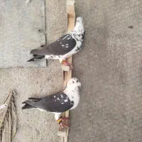 کبوتر|پرنده|شیراز, سینما سعدی|دیوار