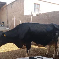 گاو شیری..گوساله
