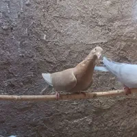 ماده سار زرد