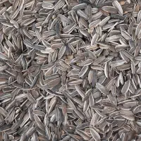 تخمه سنقری