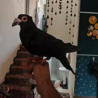 ماده کلاغ کوهک کلاهی