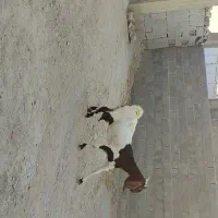 بز پاکستانی