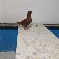 کبوتر
