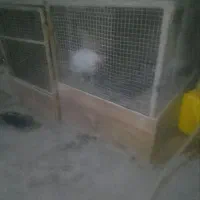 قفس مرغی