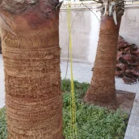 هرس نخل تزئینی