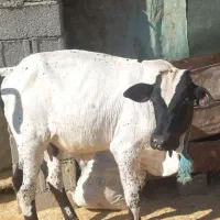 گوساله نر ۷ماهه پروار