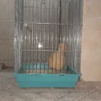قفس طوطی بزرگ