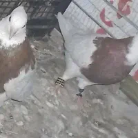 کبوتر طوقی