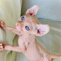 اسفینکس Sphinxالف