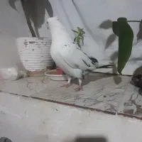 کبوتر