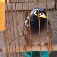 یک عدد مرغ مینای سخنگو