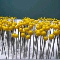 سوزن مرواریدی