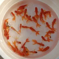 ماهی قرمز|ماهی|کرج, حیدرآباد|دیوار