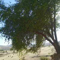 مادیون با کره