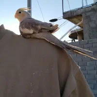 عروس هلندی