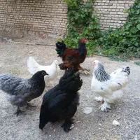 مرغ و خروس و تخم مرغ