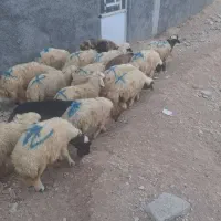 فروش بره