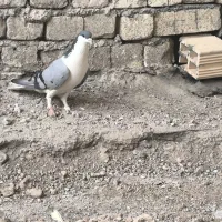 نر دمگیر سینه واز