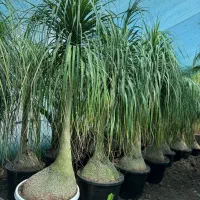 گیاهان اپارتمانی و بیرونی مختص طراحان داخلی