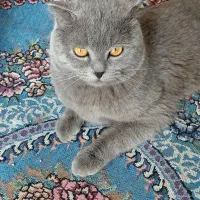 گربه اسکاتیش نر