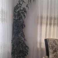 گل سالم
