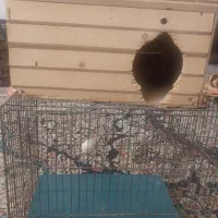 لونه عروس هلندی