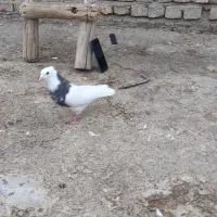 دوجفت کبوتر