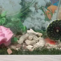 اکواریوم رومیزی سالم