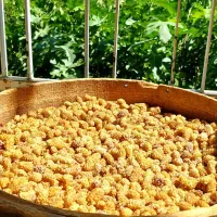 توت خشک درجه یک کوردستان صادراتی
