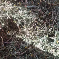 آویشن ،گل گاوزبان،بابونه