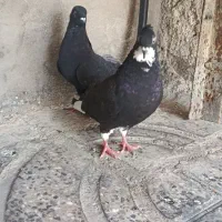 کبوتر|پرنده|ایلام, |دیوار
