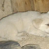توله سگ پالمر