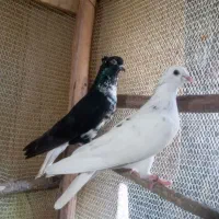 یه جفت کبوتر اس