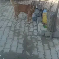 سگ سرابی